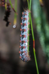 Psycharium pellucens