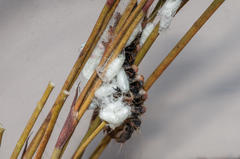 Psycharium pellucens