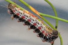 Psycharium pellucens