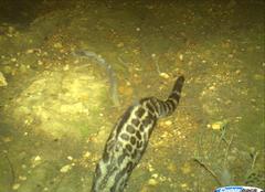 Genetta tigrina tigrina