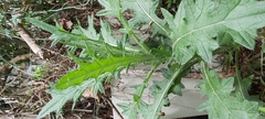 Cirsium vulgare