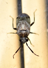 Eurystylus bellevoyei