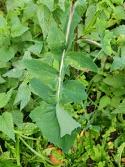 Sonchus oleraceus