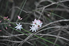 Calytrix alpestris