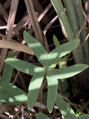 Oxalis bipartita