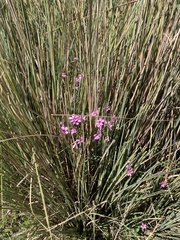 Oxalis bipartita
