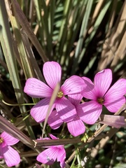 Oxalis bipartita