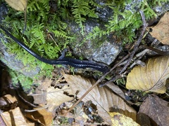 Plethodon chattahoochee