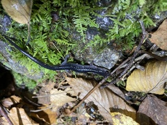 Plethodon chattahoochee