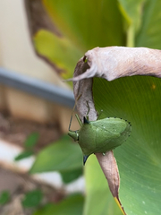Biprorulus bibax