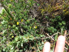 Aspalathus juniperina juniperina