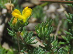 Aspalathus juniperina juniperina