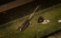 Lecithocera imprudens