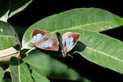 Arhopala japonica