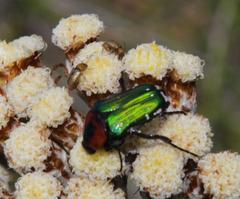 Leucocelis haemorrhoidalis