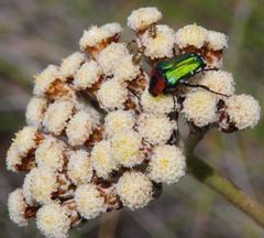 Leucocelis haemorrhoidalis