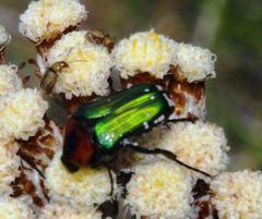 Leucocelis haemorrhoidalis