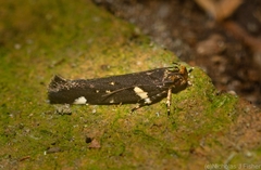 Macrobathra alternatella