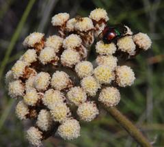 Leucocelis haemorrhoidalis