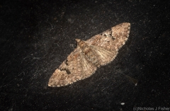 Chloroclystis embolocosma