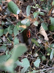 Pyrrhocoris apterus
