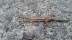 Takydromus wolteri