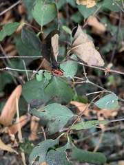 Pyrrhocoris apterus