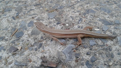 Takydromus wolteri