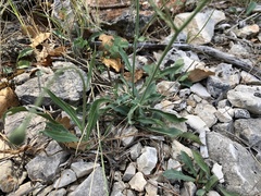 Hieracium tommasinianum