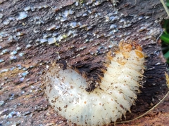 Oryctes nasicornis