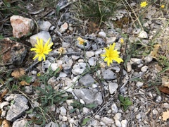 Hieracium tommasinianum