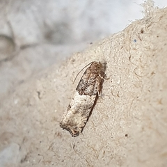 Gypsonoma aceriana