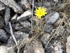 Hieracium tommasinianum