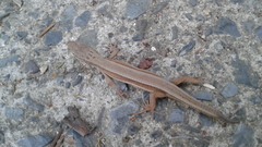 Takydromus wolteri