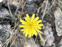 Hieracium tommasinianum