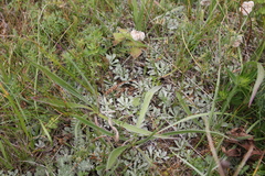 Antennaria caucasica