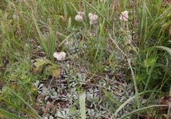 Antennaria caucasica