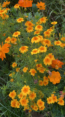 Tagetes lunulata