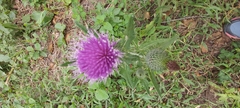 Cirsium vulgare