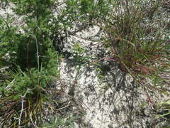 Gethyllis verticillata