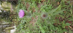 Cirsium vulgare