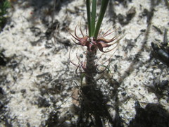 Gethyllis verticillata