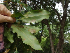 Symplocaceae