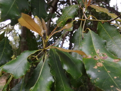 Symplocaceae