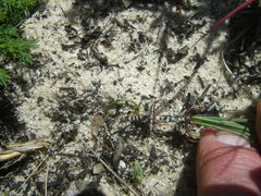 Gethyllis verticillata