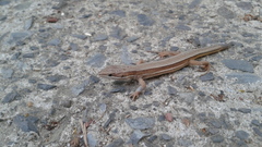 Takydromus wolteri