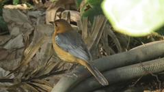 Cossypha natalensis natalensis