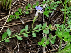 Lobelia thermalis