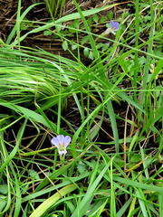 Lobelia thermalis