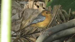 Cossypha natalensis natalensis